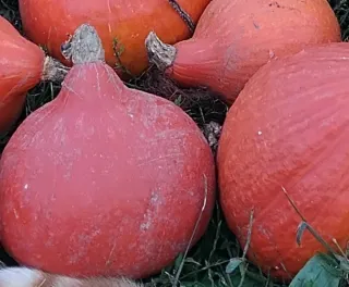 Semillas de Calabaza Hokkaido