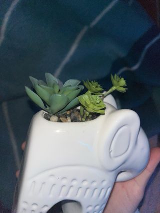 Maceta Elefante Blanco Cerámica