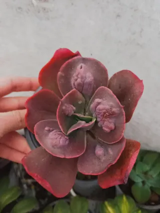 Echeveria gibbiflora increíble