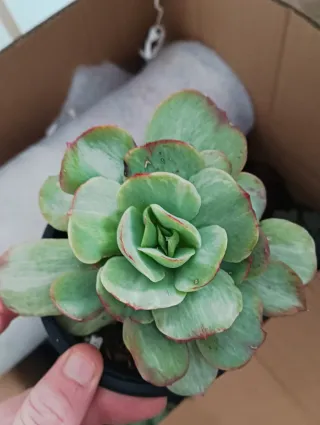 Echeveria muchas variegada