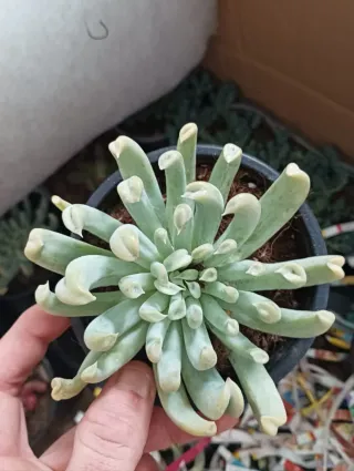 Echeveria ruyoni topsy turby