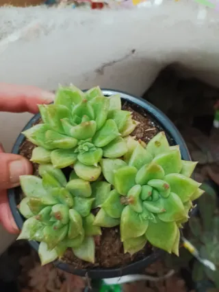 Graptoveria Melody