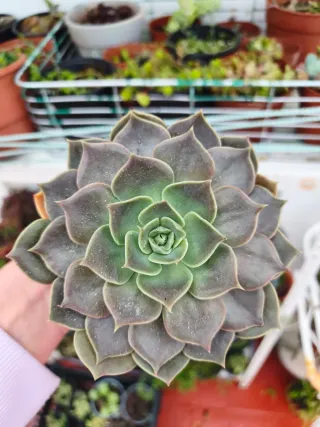 Echeveria rejoice