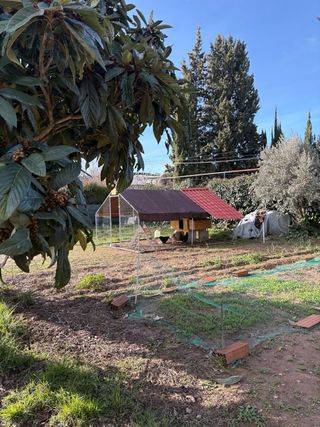 Gallinero grande con gallinas