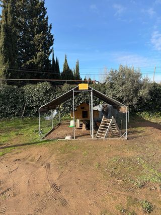 Gallinero grande con gallinas