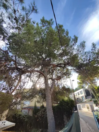 Jardinero profesional