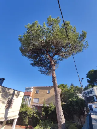 Jardinero profesional