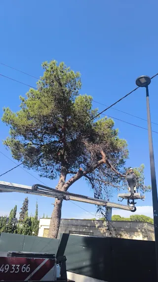 Jardinero profesional