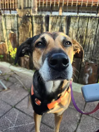 Paseadora y cuidadora de animales!