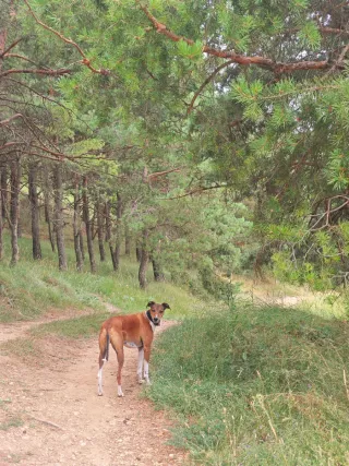 Paseadora y cuidadora de animales!