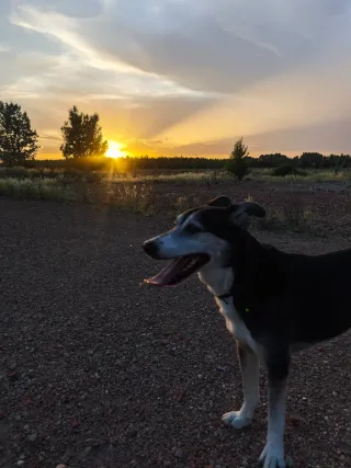 Paseadora y cuidadora de animales!