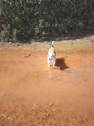 Paseadora y cuidadora de animales!