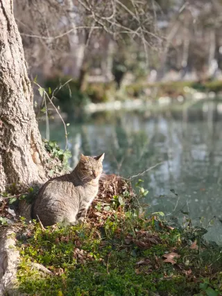 Paseadora y cuidadora de animales!