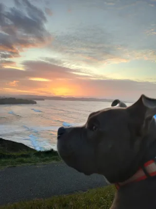 Paseadora y cuidadora de animales!