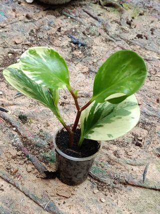 Peperomia MINI Planta de interior y terrario Ø5