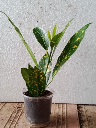 CrotonMINI Planta de interior y terrario Ø5