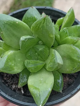 Haworthia cimbiformis