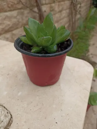 Haworthia cimbiformis