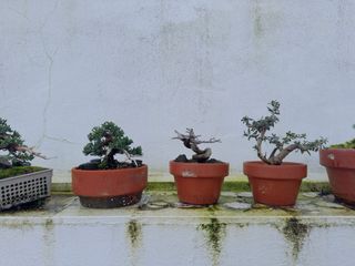 Juniperus procumbens nana (shohin)