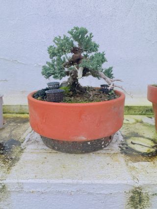 Juniperus procumbens nana (shohin)