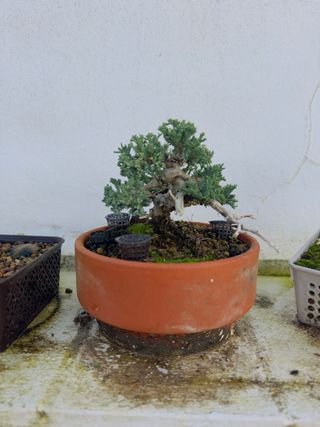 Juniperus procumbens nana (shohin)