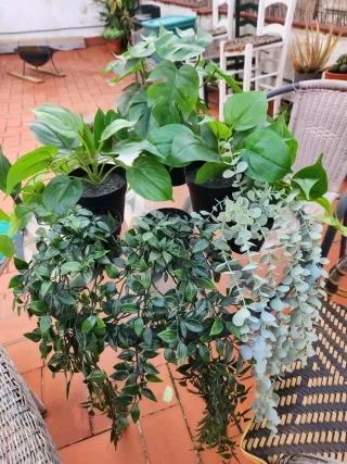 Plantas artificiales decorativas