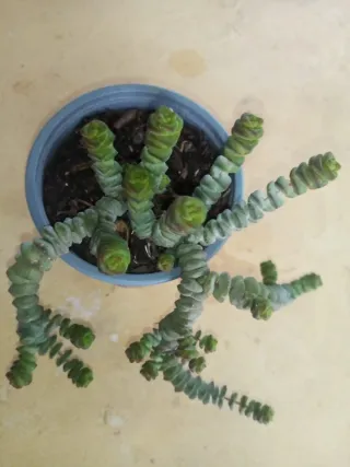 Planta Suculenta Crassula Muscosa