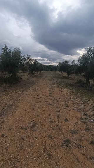 Finca rústica olivos en regadío