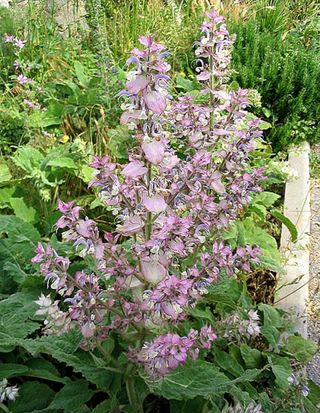 Prairie Garden — Natural Designer Set