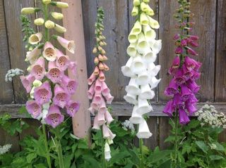 Prairie Garden — Natural Designer Set