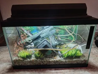 Acuario con plantas y decoración