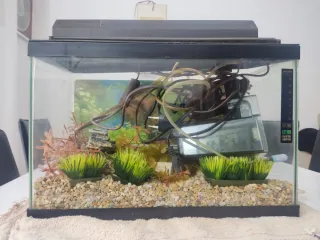 Acuario con plantas y decoración