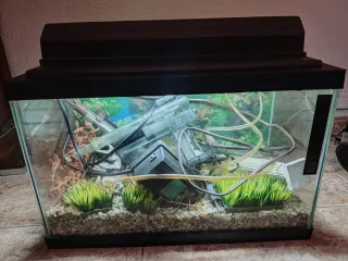 Acuario con plantas y decoración
