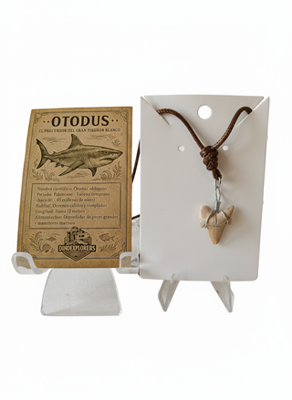 Colgante Diente Fósil Tiburón Otodus