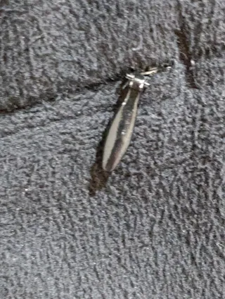 Forro polar Roxy cuello alto negro Talla M