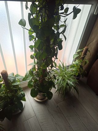 maceta poto muy alto