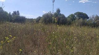 Solar en venta en Algaida