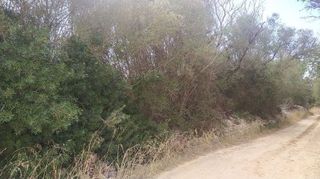 Solar en venta en Algaida