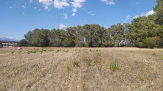 Terreno en venta en Algaida