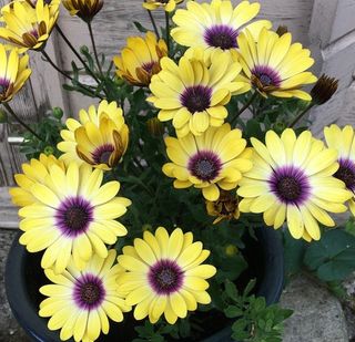 semi Osteospermum Hybrid Mix  Fioritura Continua