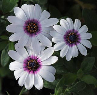 semi Osteospermum Hybrid Mix  Fioritura Continua