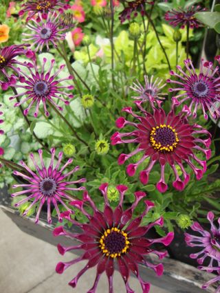 semi Osteospermum Hybrid Mix  Fioritura Continua