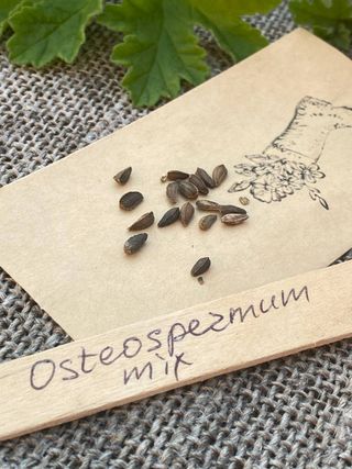 semi Osteospermum Hybrid Mix  Fioritura Continua