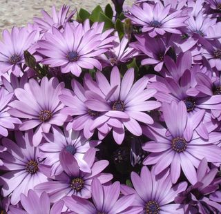 semi Osteospermum Hybrid Mix  Fioritura Continua