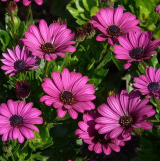 semi Osteospermum Hybrid Mix  Fioritura Continua