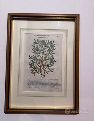 Trittico tavole botaniche originali