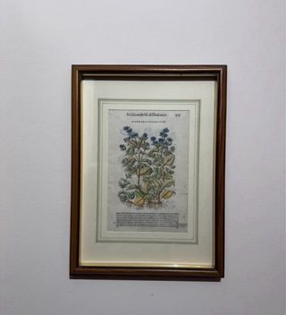 Trittico tavole botaniche originali