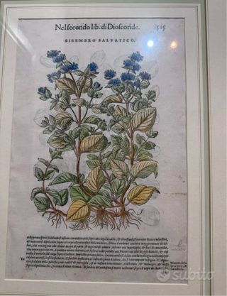 Trittico tavole botaniche originali