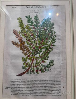 Trittico tavole botaniche originali