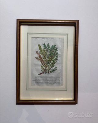 Trittico tavole botaniche originali